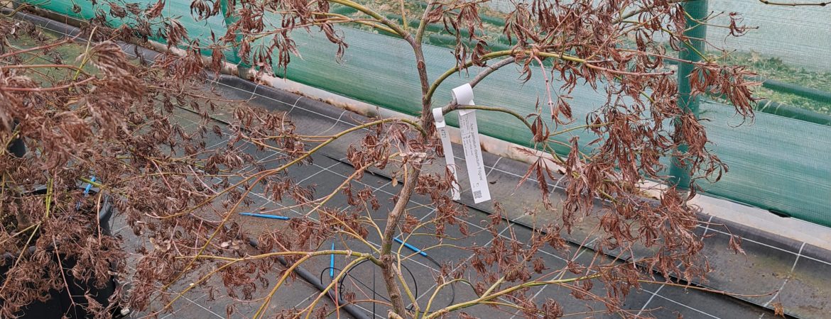 Acer palmatum dissectum ‘Filigree’