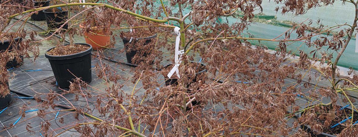 Acer palmatum dissectum ‘Filigree’