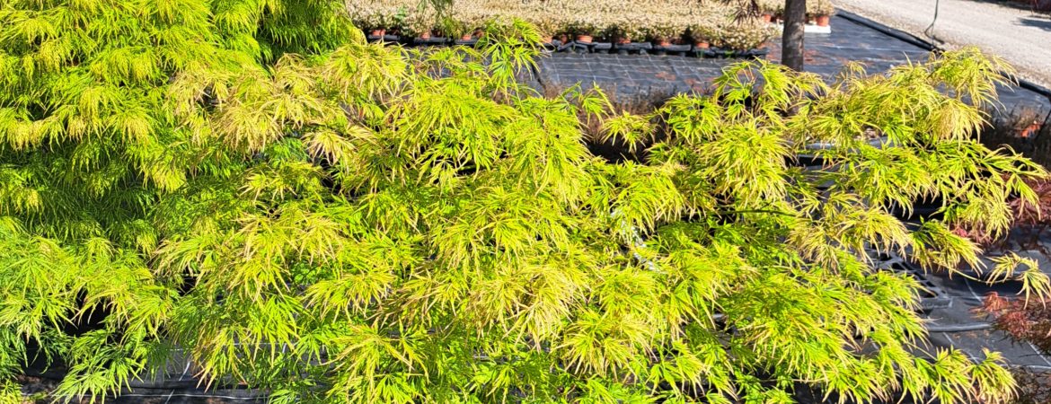 Acer palmatum dissectum ‘Waterfall’