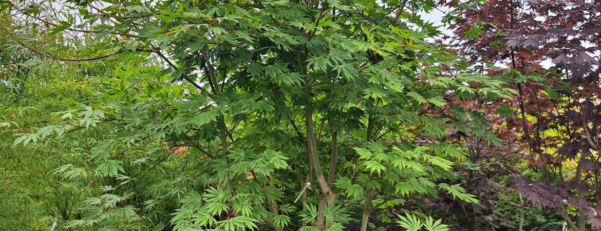 Acer japonicum ‘Revolutum’