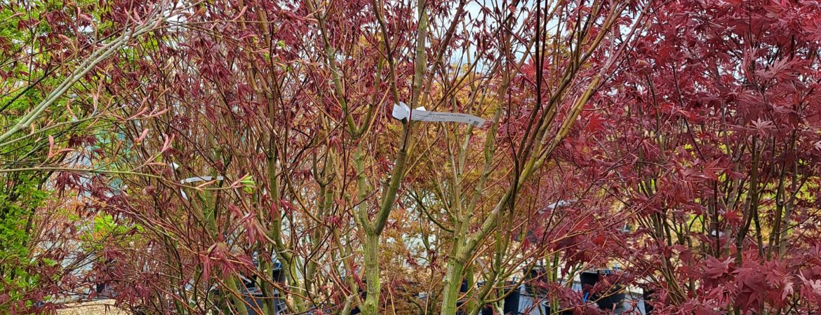 Acer palmatum ‘Yezo Nishiki’