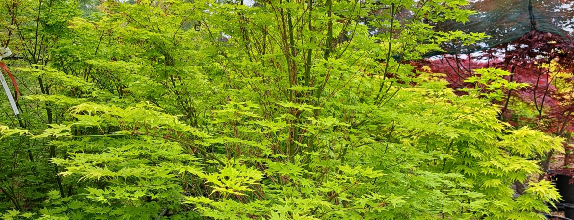 Acer palmatum ‘Going Green’