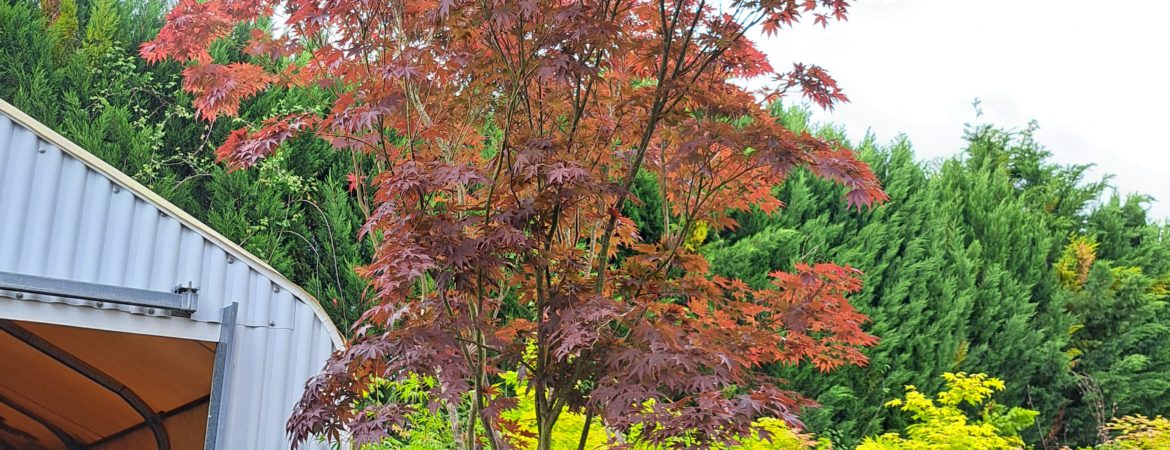 Acer palmatum ‘Red Flash’