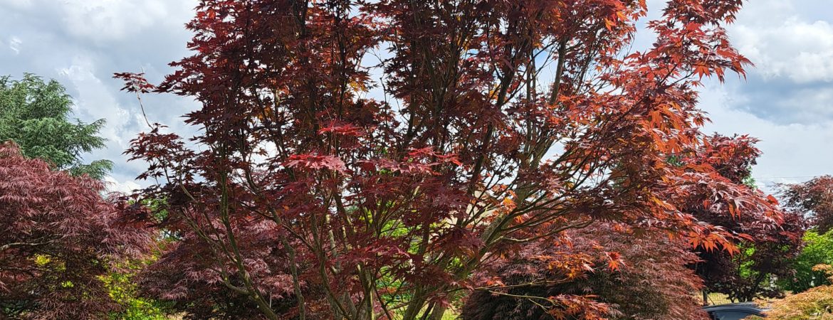 Acer palmatum ‘Red Emperor’