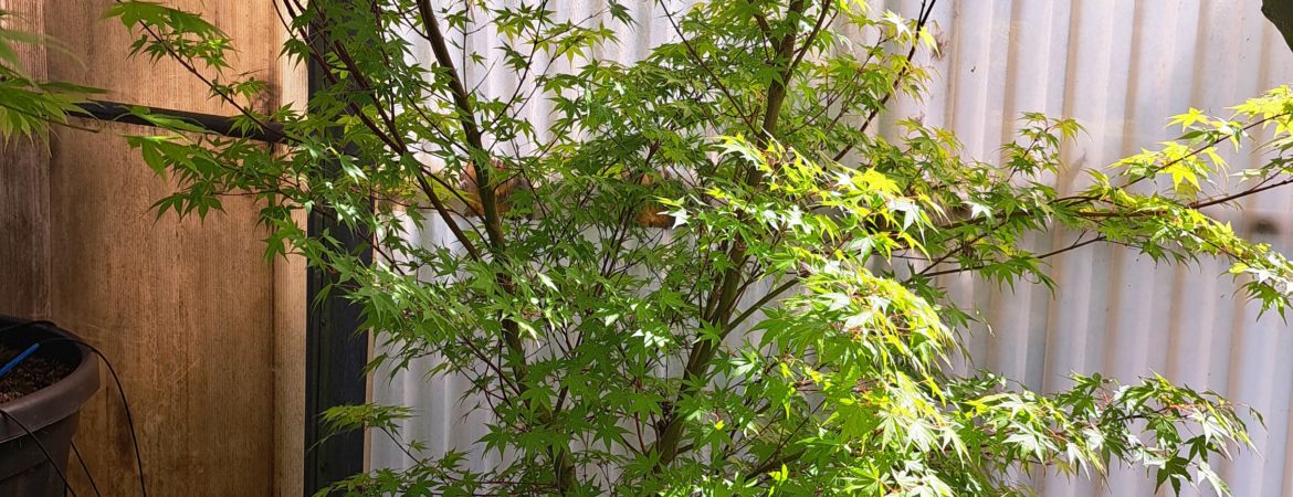 Acer palmatum ‘Katsura’