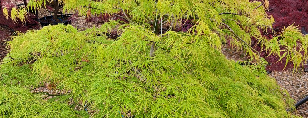 Acer palmatum dissectum ‘Viridis’