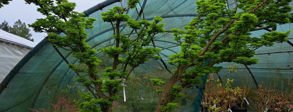 Acer palmatum ‘Shishigashira’