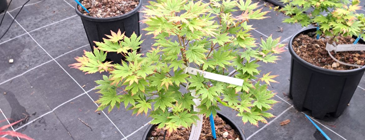 Acer palmatum ‘Beni Musume’