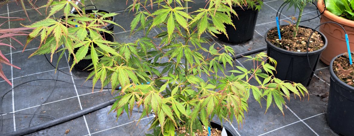 Acer palmatum ‘Elegans’