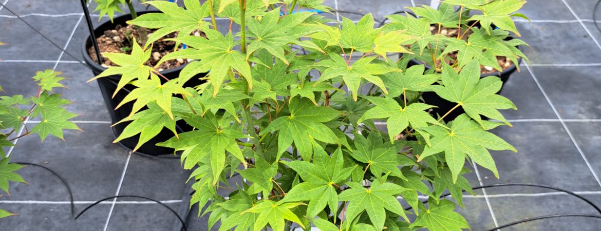 Acer palmatum ‘Hogyoku’