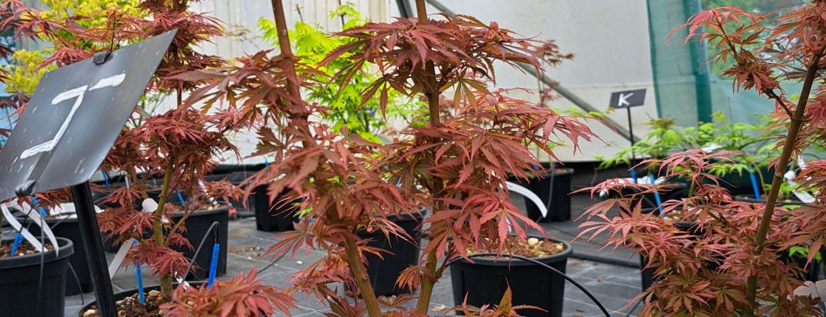 Acer palmatum ‘Jerre Schwartz’