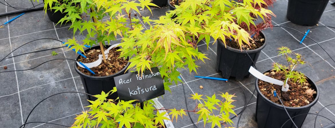 Acer palmatum ‘Katsura’