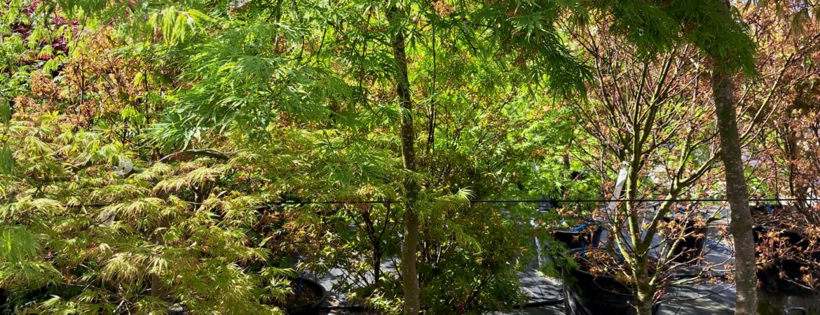 Acer palmatum dissectum ‘Viridis’