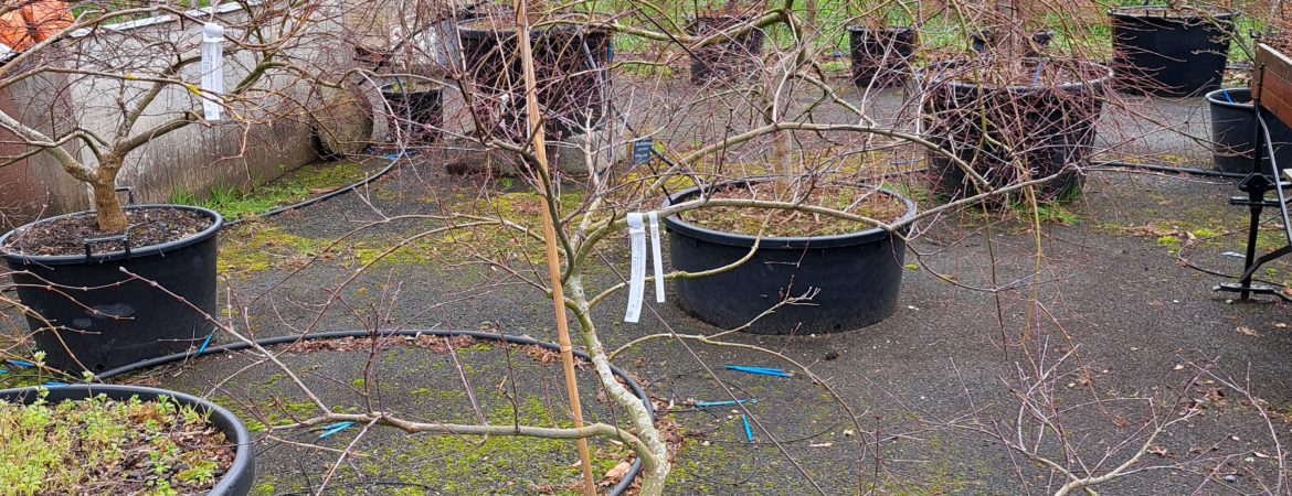 Acer palmatum dissectum ‘Tamuke Yama’