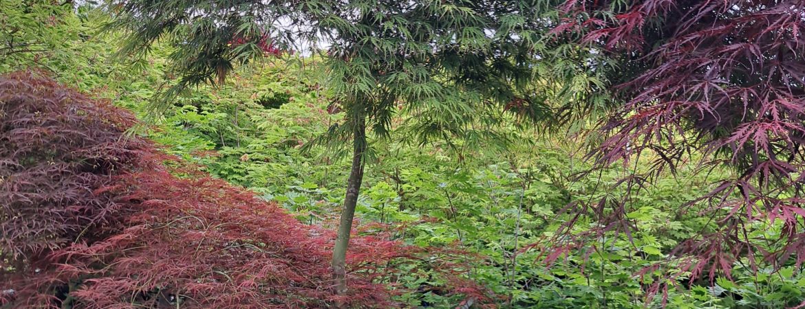 Acer palmatum dissectum ‘Flavescens’