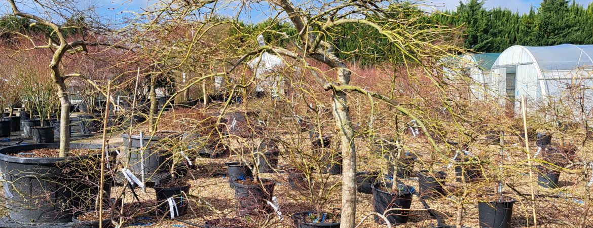 Acer palmatum dissectum ‘Ornatum’