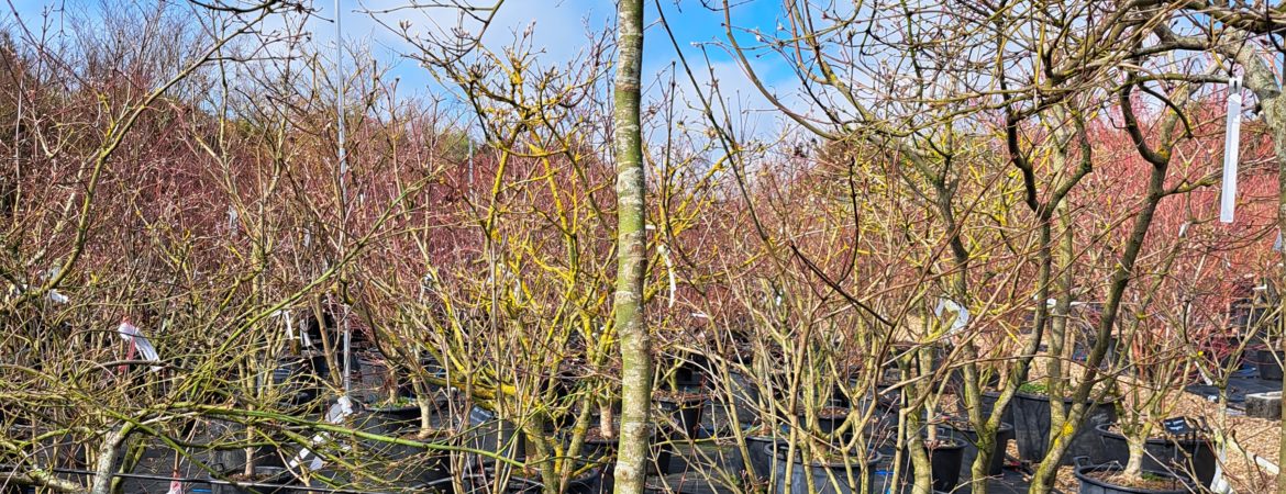 Acer palmatum dissectum ‘Ornatum’