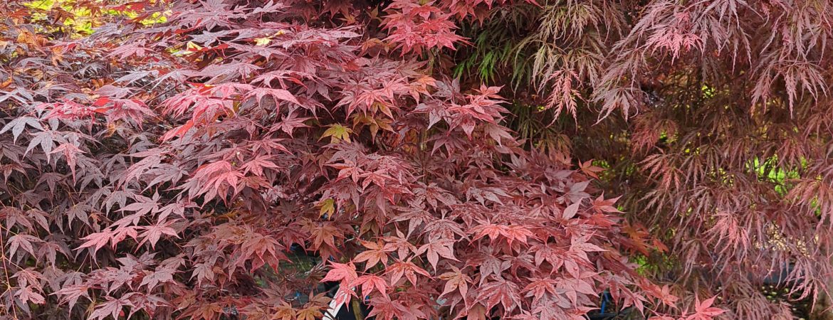 Acer palmatum ‘Okagami’