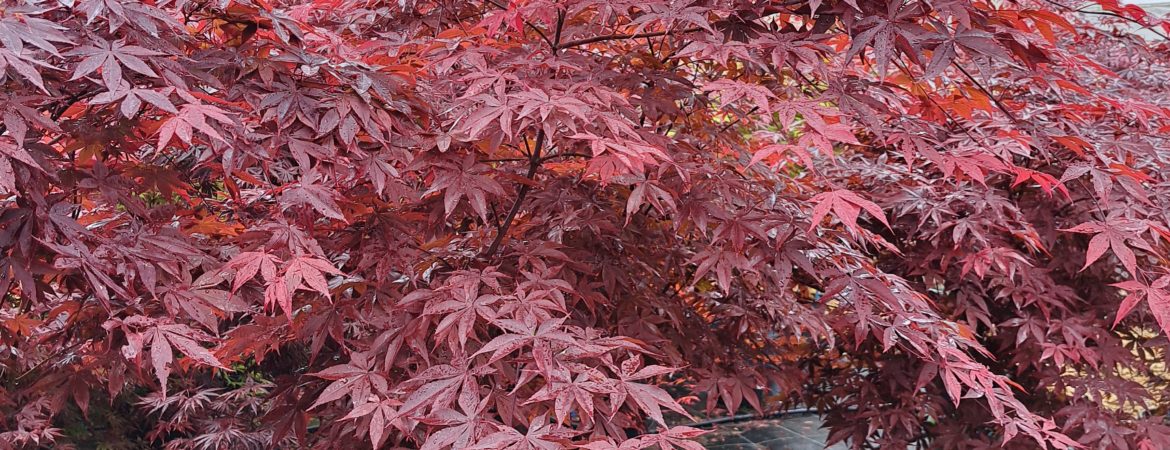 Acer palmatum ‘Yubae’