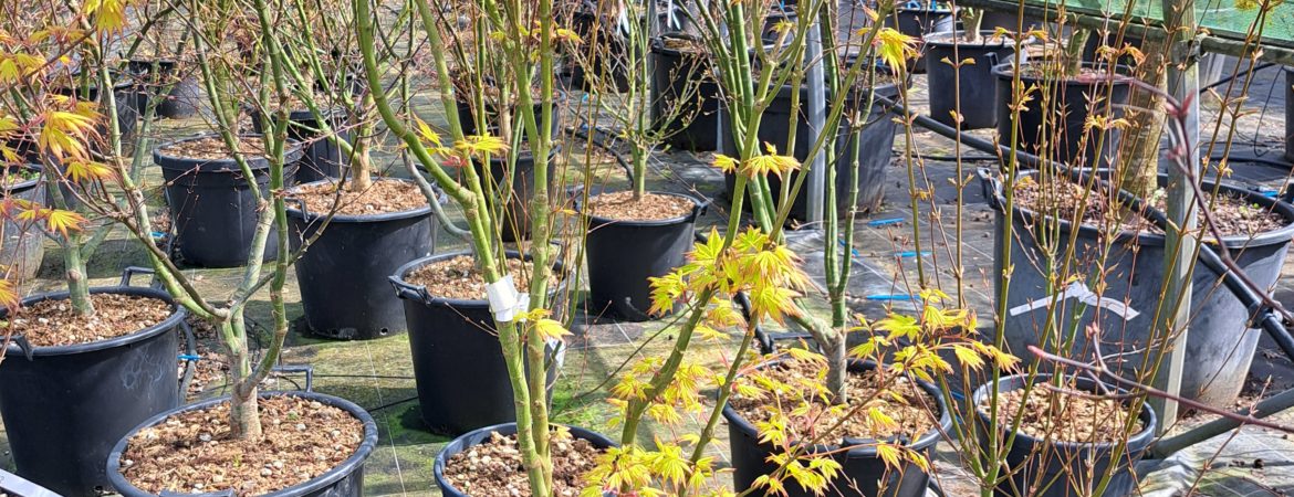 Acer palmatum ‘Orange Dream’