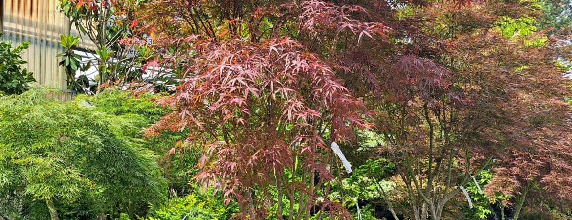 Acer palmatum ‘Atrolineare’