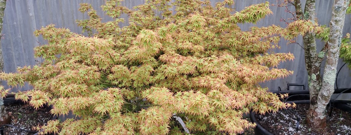 Acer palmatum ‘Kiyohime’