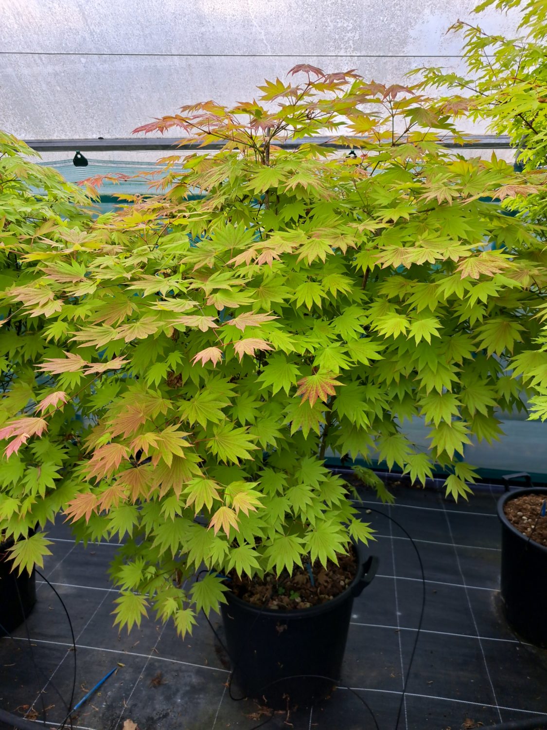 Acer shirasawanum 'Moonrise'