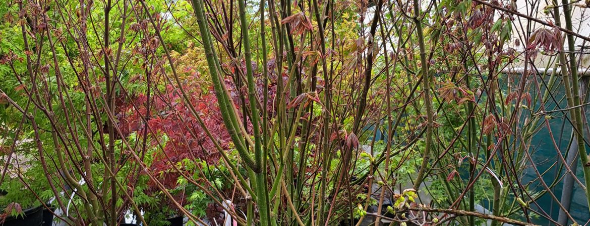 Acer palmatum ‘Mystic Jewel’