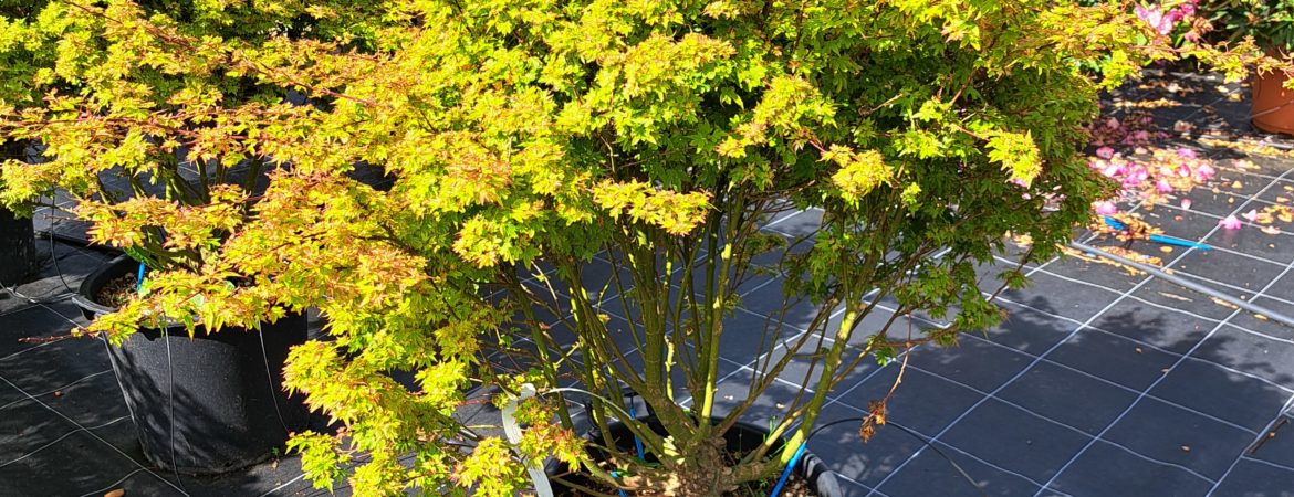 Acer palmatum ‘Koto Maru’