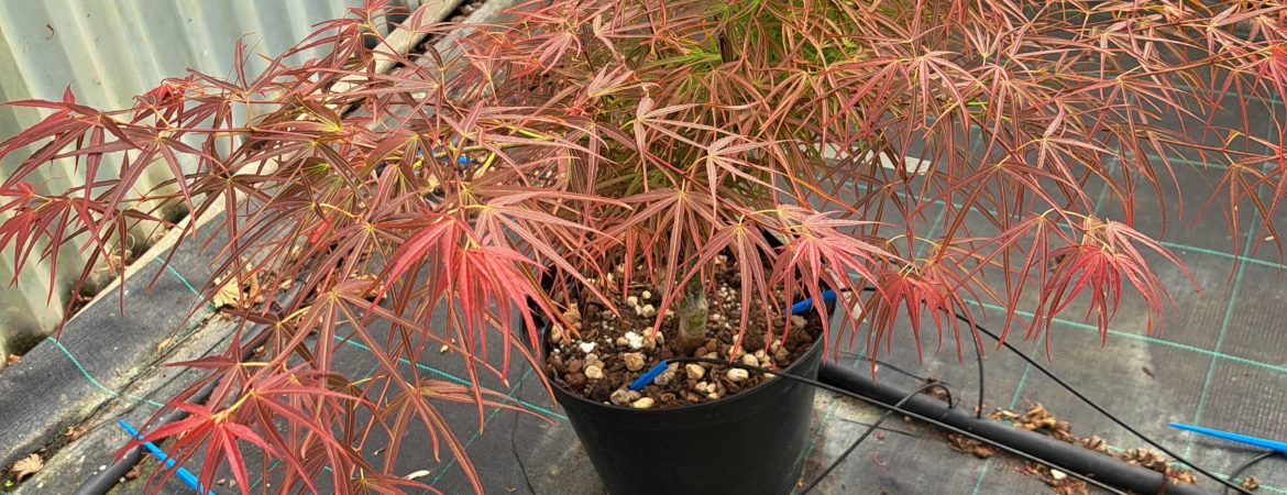 Acer palmatum ‘Villa Taranto’