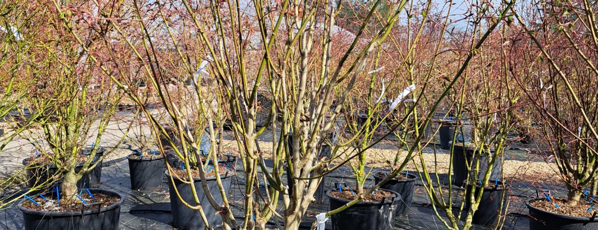 Acer palmatum ‘Samidare’