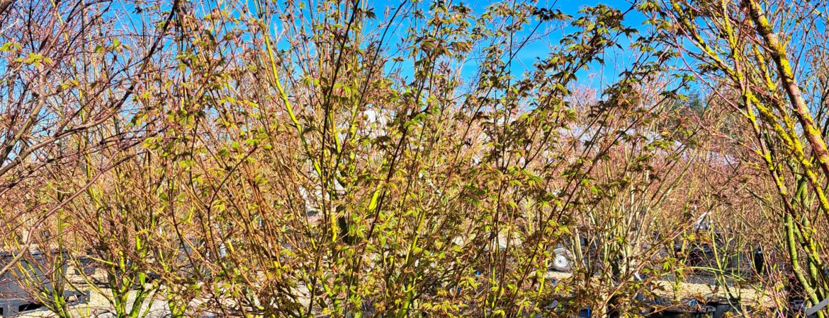 Acer palmatum ‘Tsuri Nishiki’