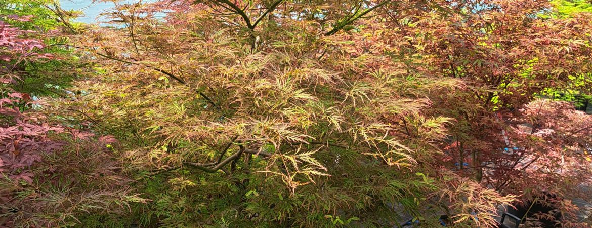 Acer palmatum dissectum ‘Ornatum FG’