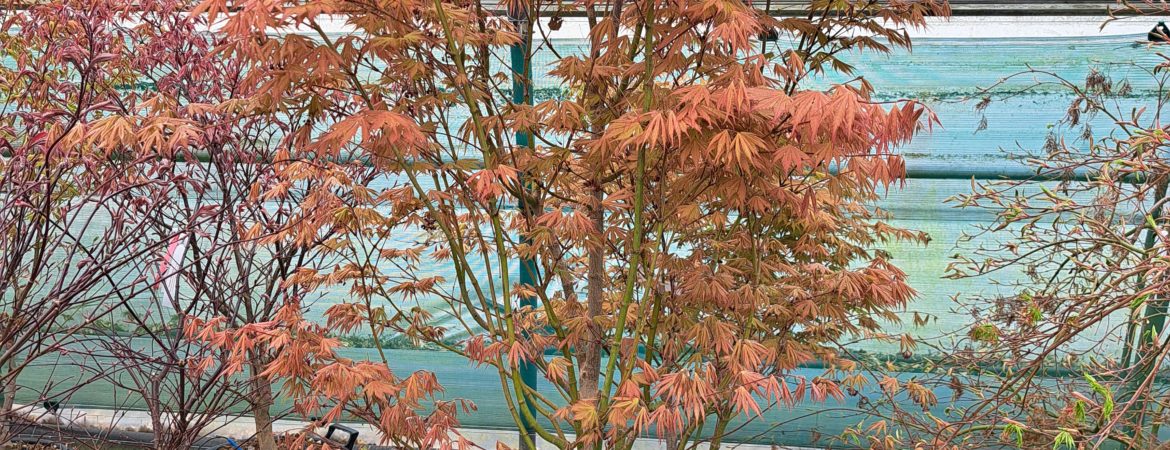 Acer palmatum ‘Ariadne’