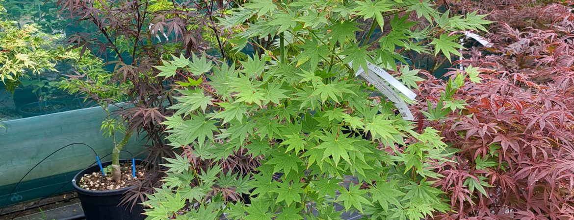 Acer palmatum ‘Kihachijo’