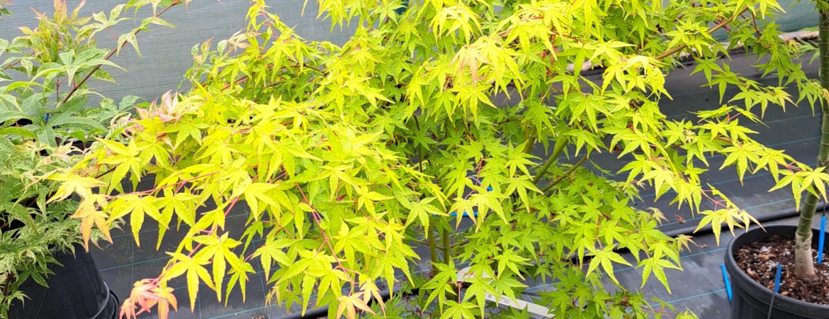 Acer palmatum ‘Ueno Yama’