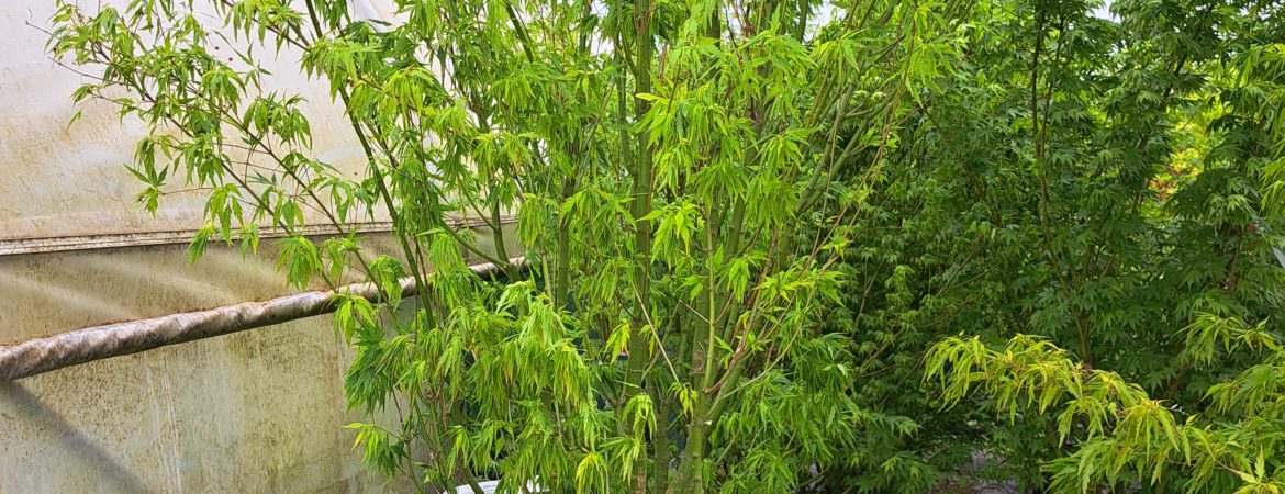 Acer palmatum ‘Sessilifolium’