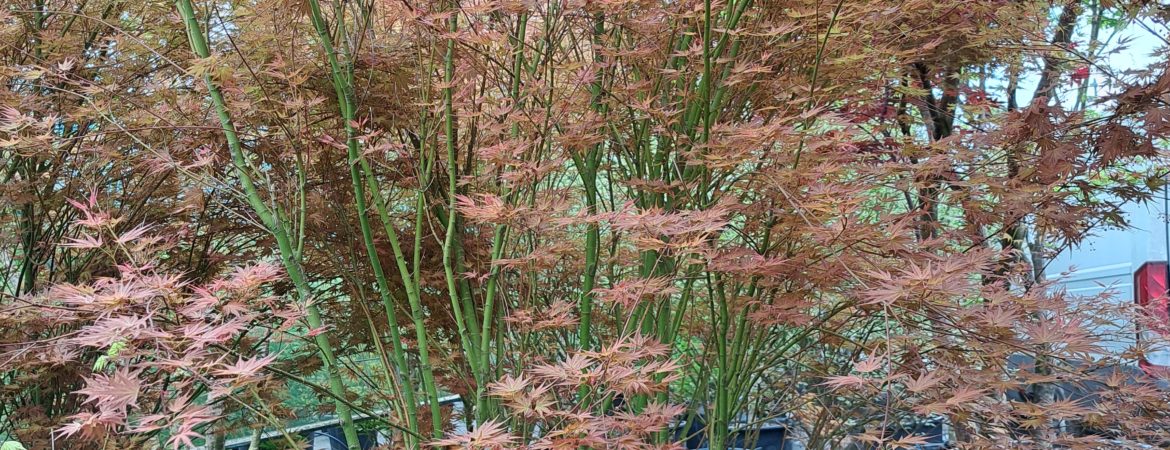 Acer palmatum ‘Phoenix’