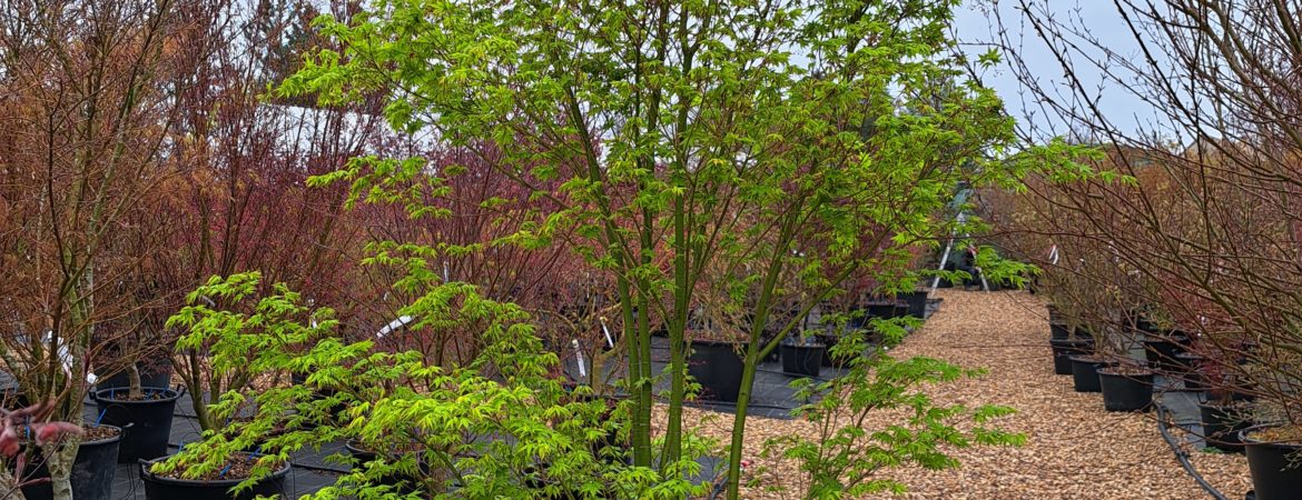 Acer palmatum ‘Nishiki Gasane’