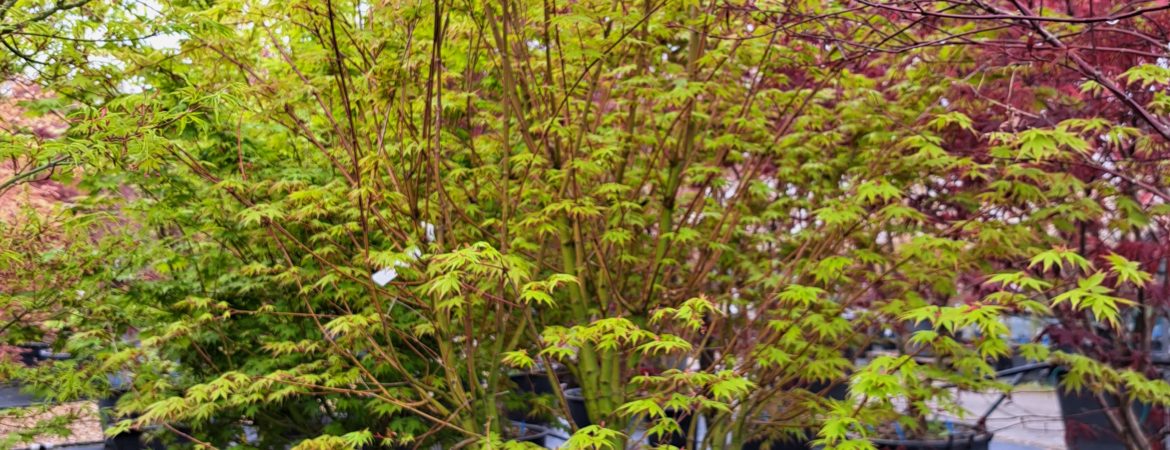 Acer palmatum ‘Tsuri Nishiki’