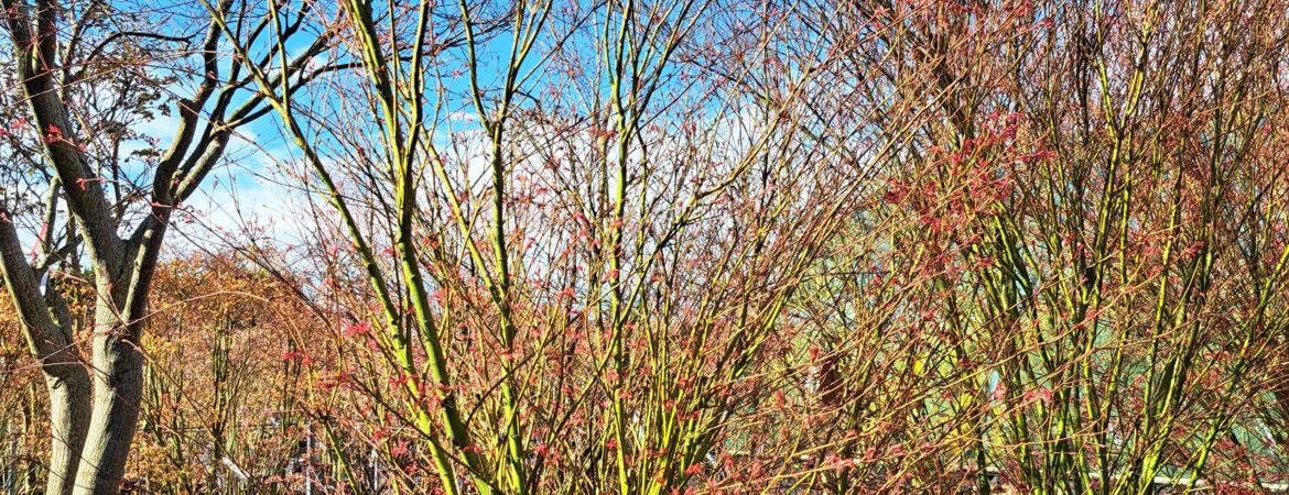 Acer palmatum ‘Phoenix’