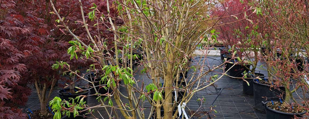 Acer shirasawanum ‘Ezono O Momiji’