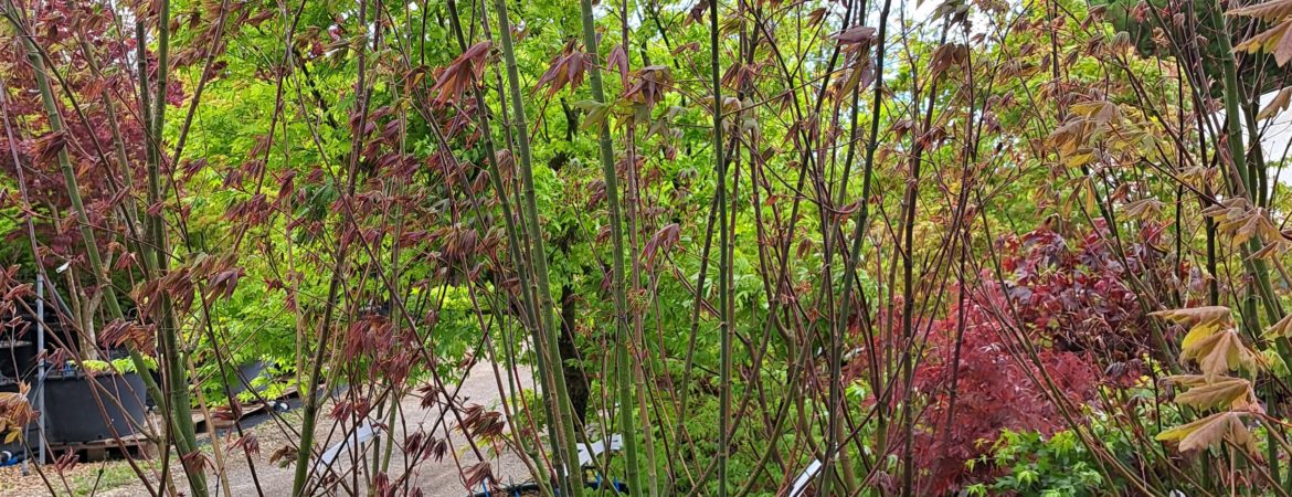 Acer palmatum ‘Mystic Jewel’