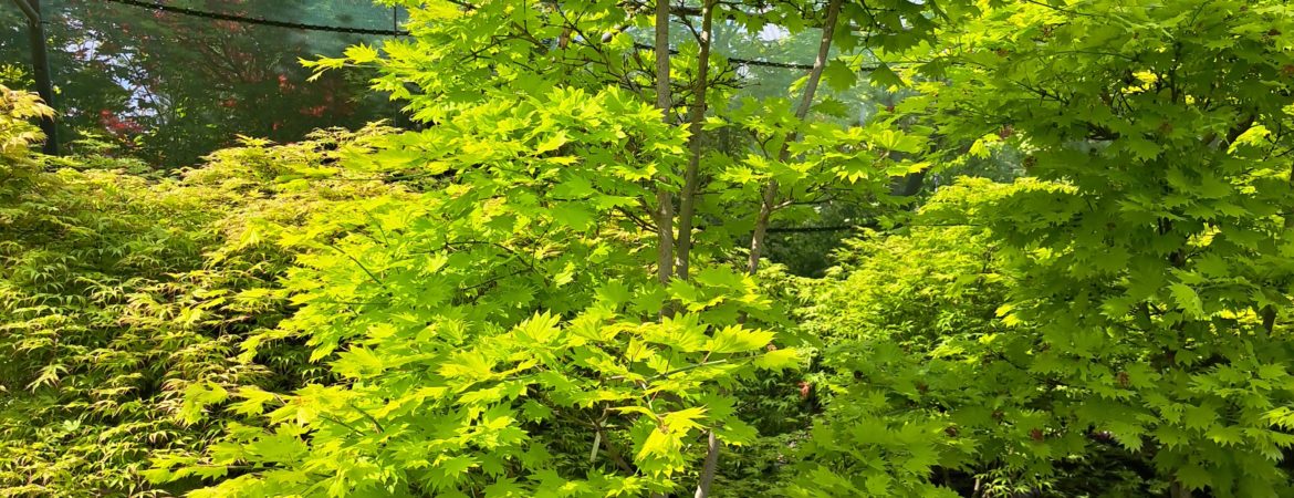 Acer shirasawanum ‘Aureum’