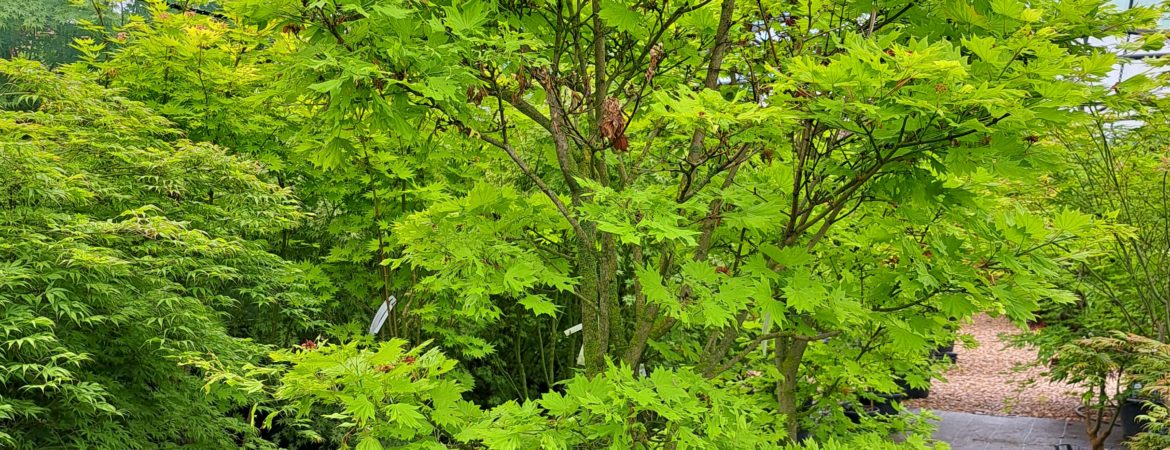 Acer shirasawanum ‘Aureum’