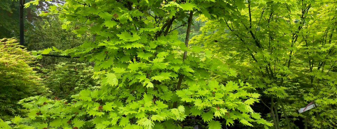 Acer shirasawanum ‘Aureum’