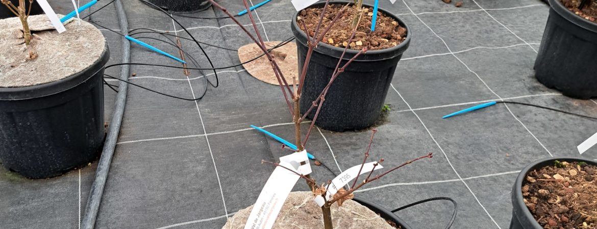 Acer palmatum ‘Kasagi Yama’