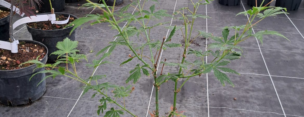 Acer palmatum ‘Chitose Yama 9001’