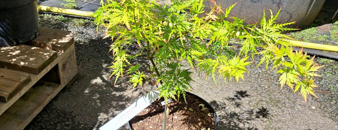 Acer palmatum dissectum ‘Seiryu’