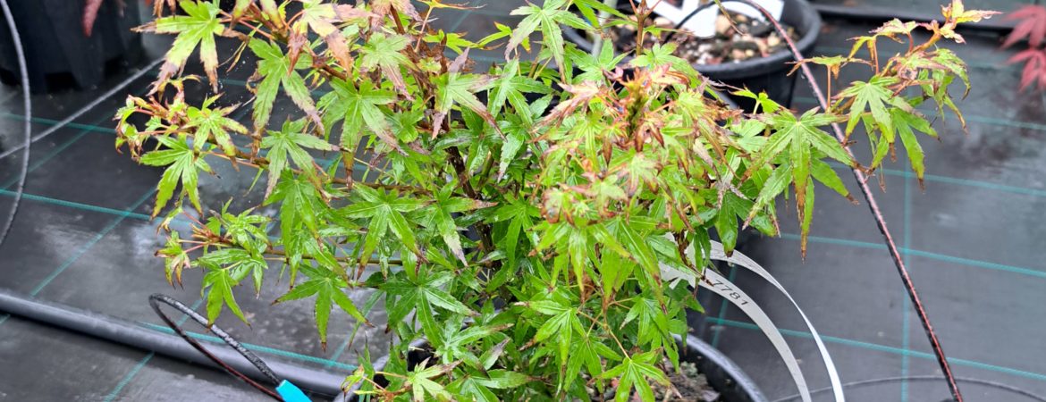 Acer palmatum ‘Sharp’s Pygmy’